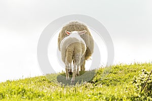 Sheep and lamb in the mountain