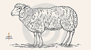 Sheep, lamb, mutton. Vintage retro print photo
