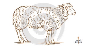 Sheep, lamb, mutton. Vintage retro print photo