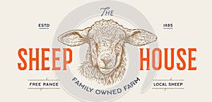 Sheep, lamb, mutton. Vintage retro print photo