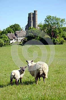 Sheep and Lamb in pastoral set