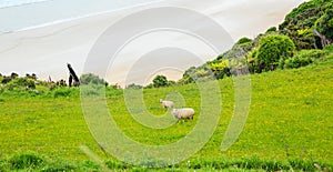 Sheep and lamb peacefully live in the natural New Zealand green grass meadow field near the sea beach