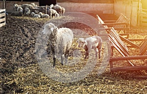 Sheep with lamb at a sheep stall