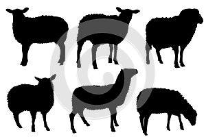 Sheep lamb silhouette set