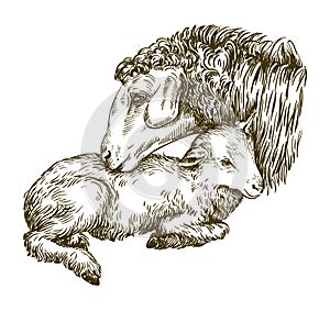 Sheep and lamb. sketch drawn by hand. animal husbandry