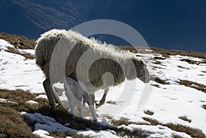 Sheep and lamb in the snow