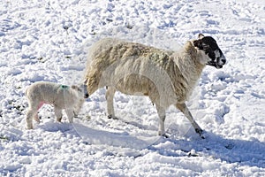 Sheep with lamb in the snow