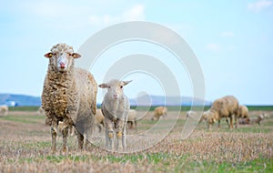 Sheep and lamb in springtime