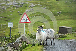 Sheep and lamb standing on a road surrounded by lush green pastures