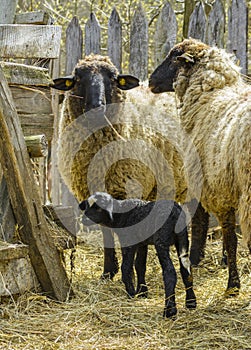 Pecora agnello 