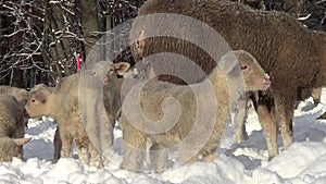 Sheep and Lamb in Winter in Snow