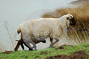 Sheep and lambkin