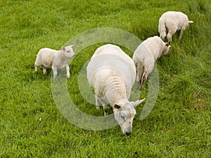 Sheep and lambs