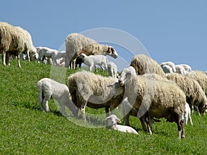 sheep with lambs photo