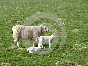 Sheep and Lambs