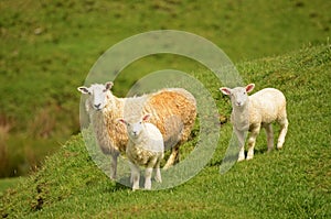 Sheep and lambs