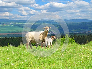 Sheep with lambs