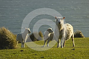 Sheep and lambs