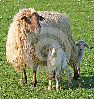 Sheep with lambs