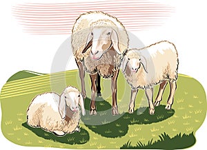 Sheep and lambs