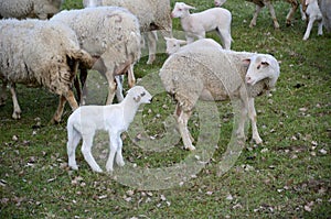 Sheep and lambs