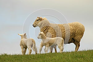 Sheep and lambs