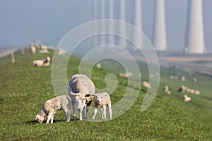 Sheep with lambs at dike near Dutch wind turbine farm photo