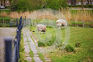 Sheep and lambs eating grass on a farm in Alkmaar, Netherlands