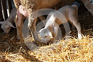 Sheep with lambs