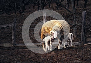 Sheep with lambs