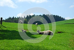 Sheep and lambs in a field