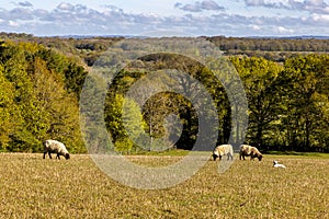 Sheep and lambs in a field in rural Sussex, on a sunny spring day