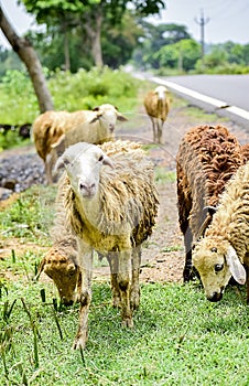 Sheep and lambs in flock of some unknown Livestock farm in close encounter looking with a curious and inquisitive eyes