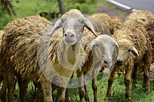 Sheep and lambs in flock of some unknown Livestock farm in close encounter looking with a curious and inquisitive eyes. India.