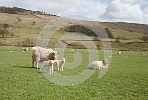 Sheep and Lambs in the Forest of Bowland,Lancashire, U.K.