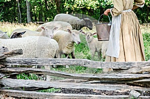 Sheep and lambs are getting fed their food.