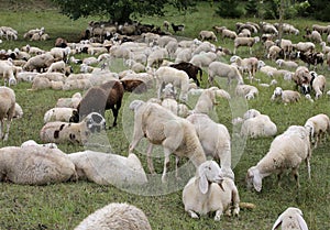 sheep with lambs and goatskins in the meadow