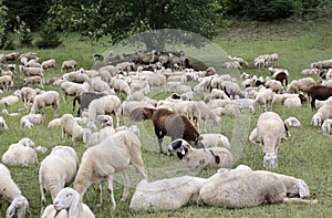 Sheep with lambs and goatskins in the meadow