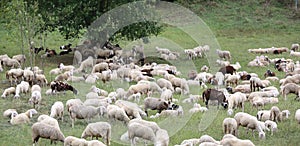 Sheep with lambs and goatskins in the meadow