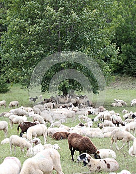 sheep with lambs and goatskins in the meadow