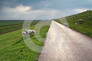 Sheep and lambs graze on green pasture