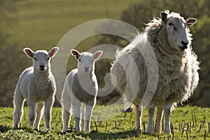 Sheep and lambs grazing
