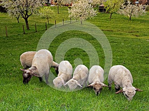 Sheep with lambs grazing in backyard