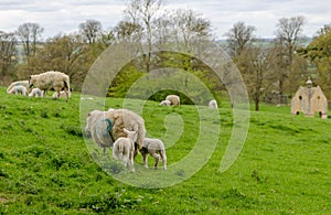Sheep and lambs grazing in a field