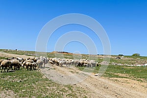 sheep and lambs grazing in the field, herd of sheep grazing, close-up sheep and lambs