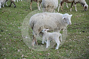 Sheep and lambs