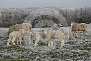 Sheep and lambs grazing in winter