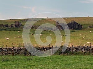 Sheep and lambs grazing on yorkshire hillside farmland
