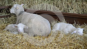 Sheep and lambs in the hay