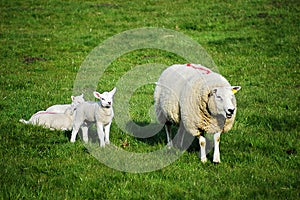 Sheep and lambs